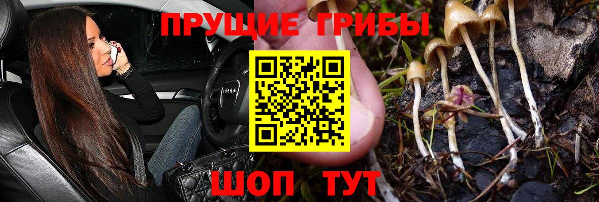 Спасск-Дальний  Псилоцибиновые грибы Psilocybine cubensis  Вход с VPN 