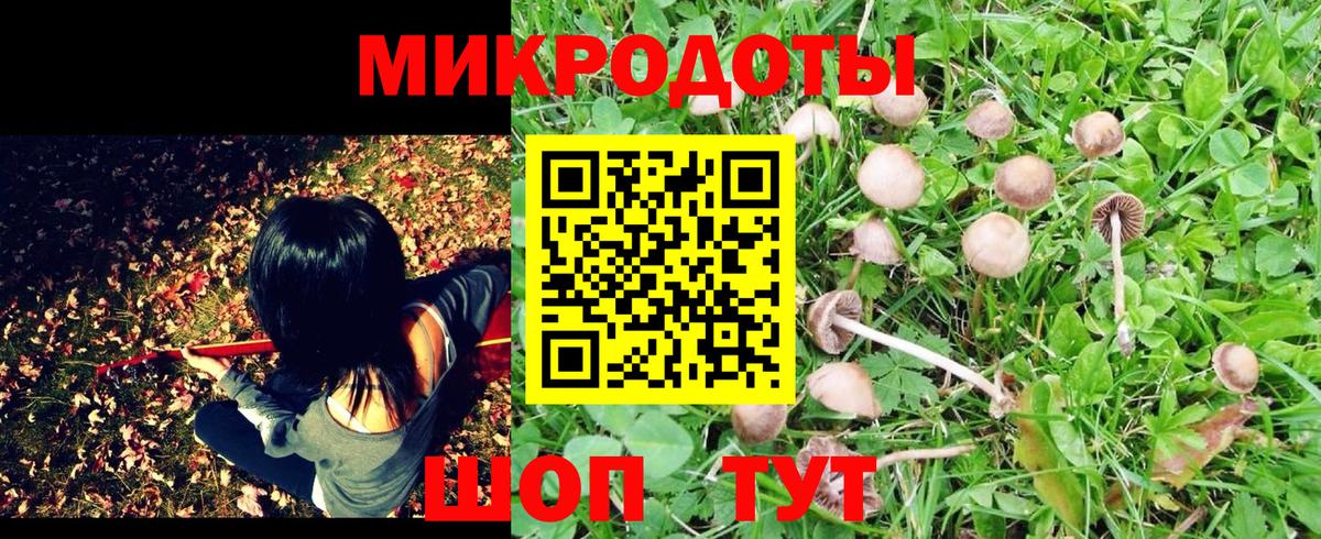 Псилоцибиновые грибы Psilocybe Спасск-Дальний